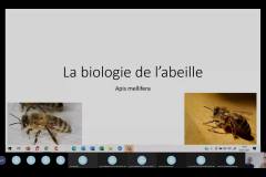 Visioconférence Karine biologie de l'abeille
